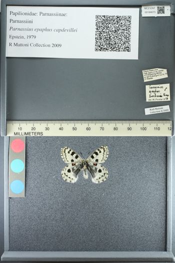 Media type: image;   Entomology 184673